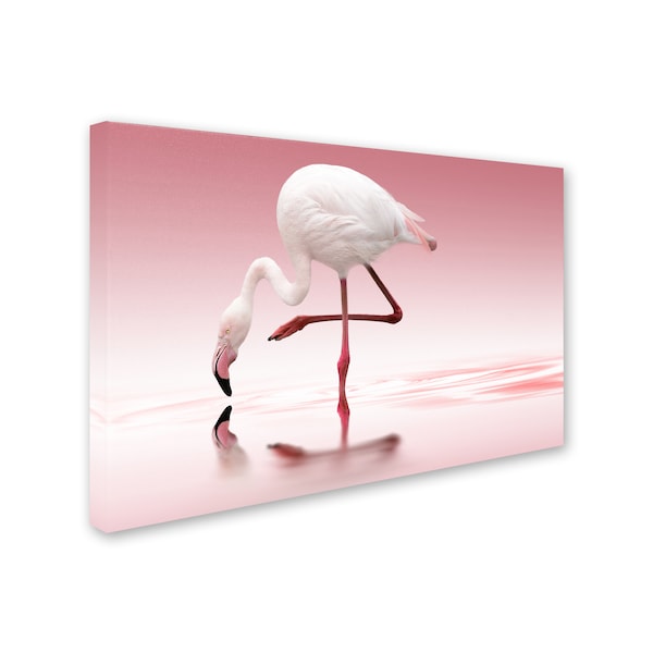 Doris Reindl 'Flamingo' Canvas Art,16x24